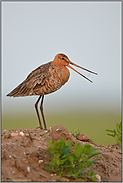 Hauptsache hoch... Uferschnepfe *Limosa limosa*