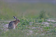 Feinschmecker... Feldhase *Lepus europaeus*