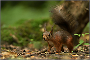 Pinselohren... Eichhörnchen *Sciurus vulgaris*