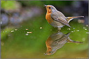 Durst... Rotkehlchen *Erithacus rubecula*