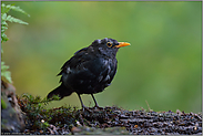 zerzaust... Amsel *Turdus merula*