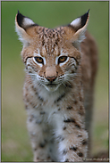 spitze Ohren...  Eurasischer Luchs *Lynx lynx*