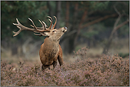 in der Heide... Rothirsch *Cervus elaphus*