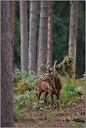 Blick zum Kahlwildrudel... Rothirsch *Cervus elaphus*