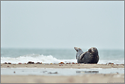 Urlaub an der Nordsee... Kegelrobbe *Halichoerus grypus*