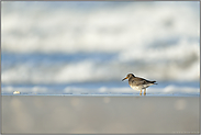 am Strand...  Meerstrandläufer *Calidris maritima*