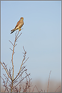 auf dem Ansitz... Turmfalke *Falco tinnunculus*