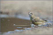 Wasser schöpfend... Kiefernkreuzschnabel *Loxia pytyopsittacus*