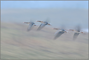 Ausflug... Blässgänse *Anser albifrons*