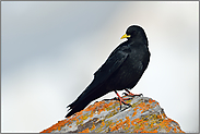 schwarzer Geselle... Alpendohle *Pyrrhocorax graculus*