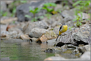 geeignetes Biotop... Gebirgsstelze *Motacilla cinerea*