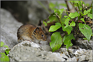 auf der Suche... Mitteleuropaeische Rötelmaus *Clethrionomys glareolus*