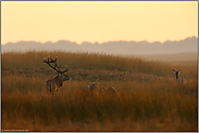 zum Sonnenuntergang... Rotwild *Cervus elaphus*