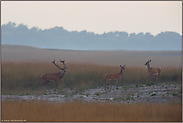 schöne Beobachtung... Rotwild *Cervus elaphus*