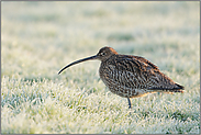 Raureif... Grosser Brachvogel *Numenius arquata*