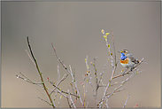 ein frischer Farbklecks... Blaukehlchen *Luscinia svecica *