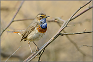 im Gebüsch... Blaukehlchen *Luscinia svecica*