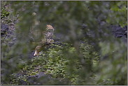 Flug im Verborgenen... Europäischer Uhu *Bubo bubo*