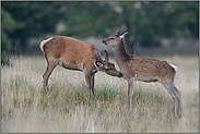 Fürsorge... Rotwild *Cervus elaphus*