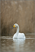 nordischer Gast... Singschwan *Cygnus cygnus*