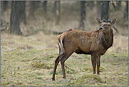 abgeworfen... Rothirsch *Cervus elaphus*