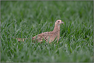 die Henne... Jagdfasan *Phasianus colchicus*