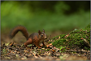 ganz schön flink... Europäisches Eichhörnchen *Sciurus vulgaris*, Jungtier