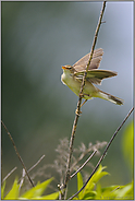 unscheinbar... Sumpfrohrsänger *Acrocephalus palustris*