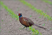 eingebürgert... Jagdfasan *Phasianus colchicus*