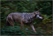 meilenweit... Grauer Wolf *Canis lupus*