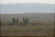 fünf Stücke Rotwild... Rotwild *Cervus elaphus*