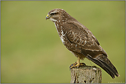 Ansitzjäger... Mäusebussard *Buteo buteo*