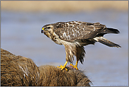 hochbeinig... Mäusebussard *Buteo buteo*