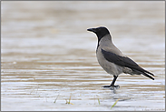 auf dem Eis... Nebelkrähe *Corvus cornix*