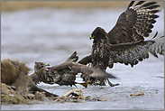 Kampf der Bussarde... Mäusebussarde *Buteo buteo*