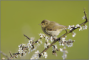 im Weissdorn... Zilpzalp *Phylloscopus collybita *