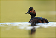 goldene Ohrbüschel... Schwarzhalstaucher *Podiceps nigricollis*