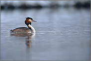 Kälte... Haubentaucher *Podiceps cristatus*