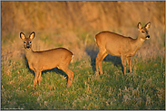 Abendlicht... Rehwild *Capreolus capreolus*