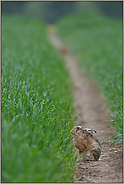 in der Fahrspur... Feldhase *Lepus europaeus *