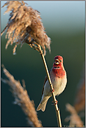 auf der Suche... Karmingimpel *Carpodacus erythrinus*