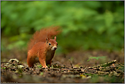 mit Vorsicht... Europäisches Eichhörnchen *Sciurus vulgaris*