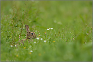 in saftigen Wiesen... Wildkaninchen *Oryctolagus cuniculus*