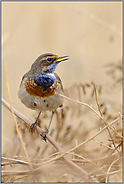 im dichten Gestrüpp...  Blaukehlchen *Luscinia svecica*