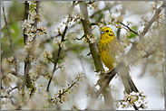 im Weissdorn... Goldammer *Emberiza citrinella*