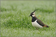 im taunassen Gras... Kiebitz *Vanellus vanellus*