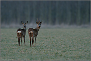 Bastbock mit Ricke... Rehe *Capreolus capreolus*