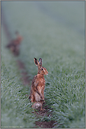 Ausschau... Feldhase *Lepus europaeus*