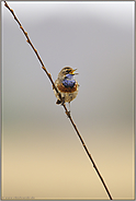 Frühheimkehrer... Blaukehlchen  *Luscinia svecica*