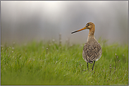 zur Morgenstund'... Uferschnepfe *Limosa limosa*